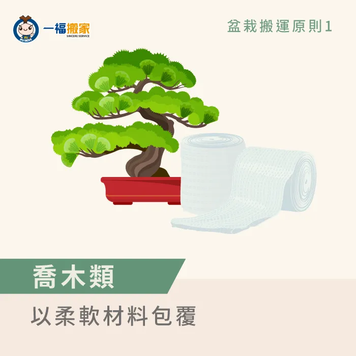 喬木類盆栽較高大,因此搬運前需要以柔軟材料做好防護措施 喬木類盆栽搬運原則-搬家盆栽