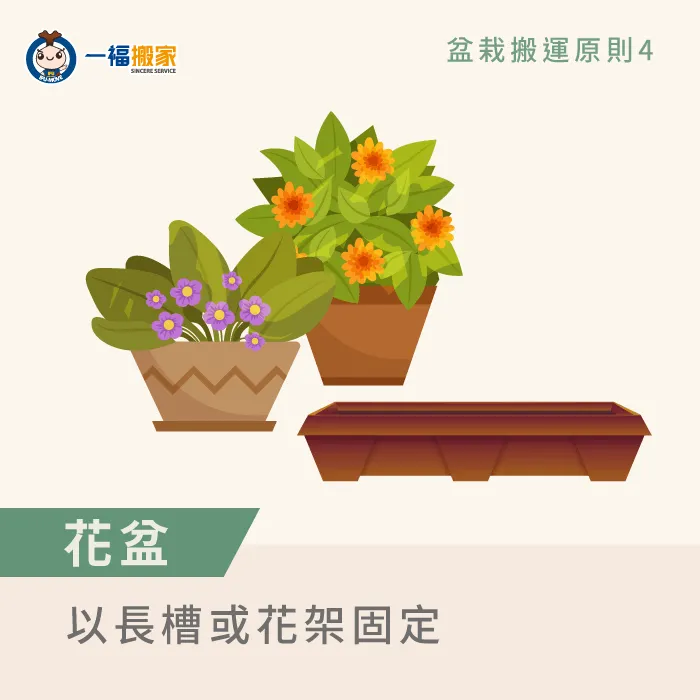 搬家搬運花卉盆栽前,可裝在長槽內或以花架固定盆栽的重心,以免傾覆 花卉類盆栽搬運原則-盆栽搬運