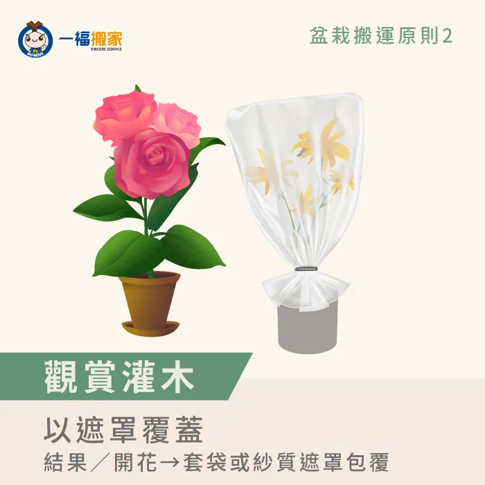 灌木類盆栽搬運前,可以用紗網包覆住開花或結果的位置 灌木類盆栽搬運原則-盆栽搬運