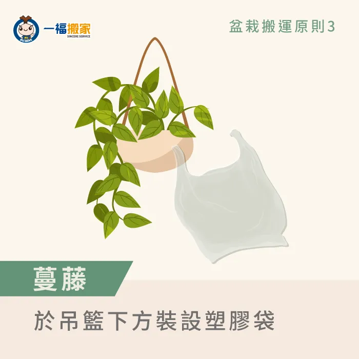 為了保護柔軟的蔓藤與枝葉,蔓藤類盆栽搬運前記得用塑膠袋套住吊籃的下方 蔓藤類盆栽搬運原則-搬家盆栽